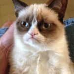 Grumpy Cat - PicZama Meme Generator
