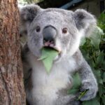 Surprised Koala - PicZama Meme Generator